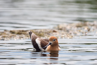 The Point Between Wading and Floating