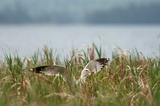 Nesting Ringbill Gull