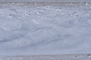 Bilateral Prairie