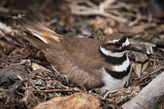 Nesting Killdeer