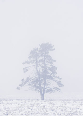 Lone Pine in Fog