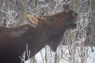 Moose's Foggy Morning