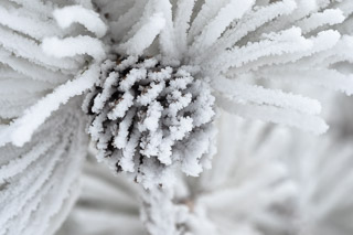 Encrusted Pinecone