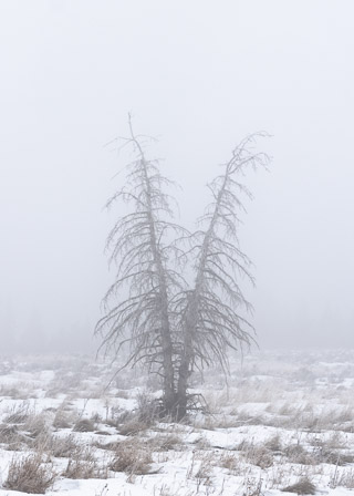 Split Spruce