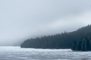 Reesor Spruce Shore