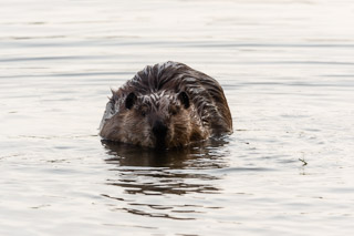 Comfortable in the Water