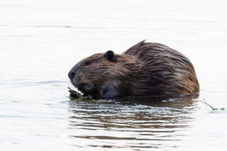 Beaver Snacks