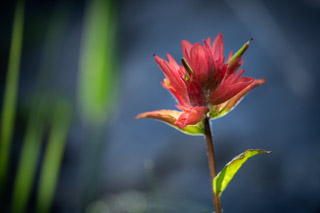 Cathedral Paintbrush