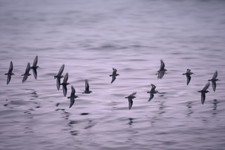 Flight of the Sandpipers