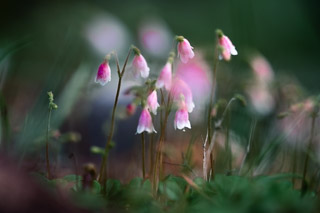 Twinflower Family