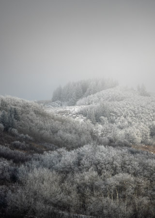 Fog Frosting the Hills