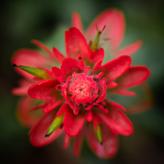 Red Symmetry