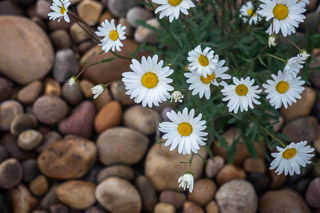 Pebbles and Petals