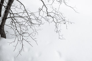 Willow Branching