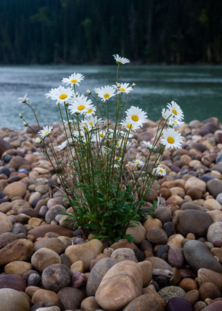 Daisies in the River