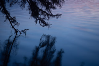 Rippled Spruce Reflections