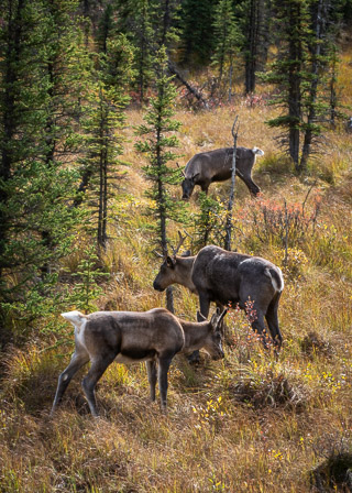Woodland Caribou Family