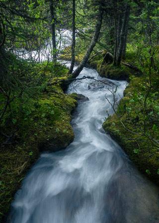 Rushing Through Moss