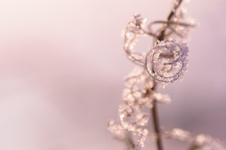 Icy Fireweed Curls