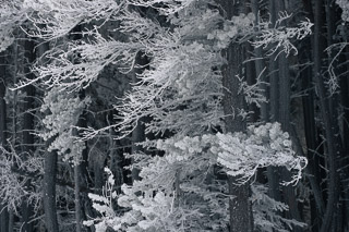 Frost-swept Pine