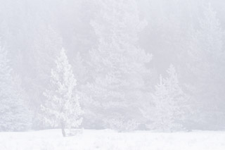 Foggy Frosted Forest