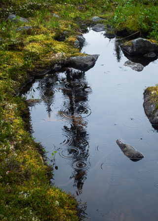 Rainy Reflections
