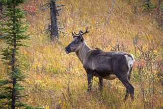 Woodland Caribou in Fall