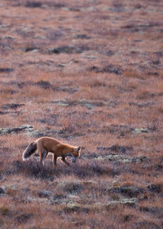 Fall Fox Hunting