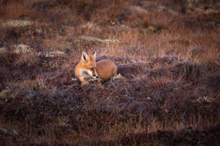 Fall Fox