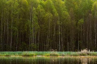 Lakeside Fine Young Birch