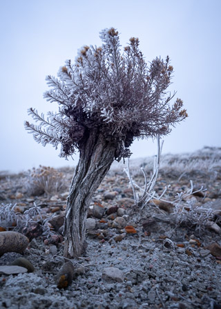 Young Explosion From Old Growth