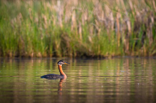 Lakeland Grebe