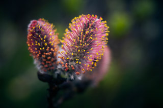 Colourful Catkins