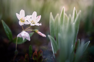 Western Spring Beauty