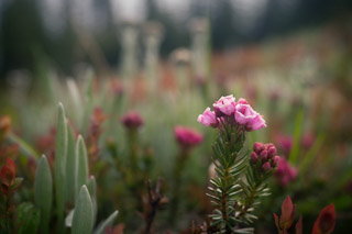 Slope of Mountain Heather