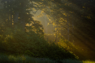 Window in the Foggy Forest