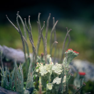 Forest of Fungus