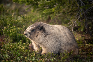 Marmot Under a Spruce