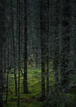Mossy Thicket