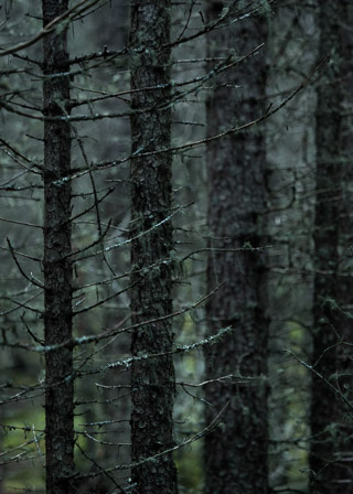 Spruce Thicket