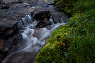 Mossy Microclimate