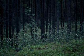 Lodgepole Forest