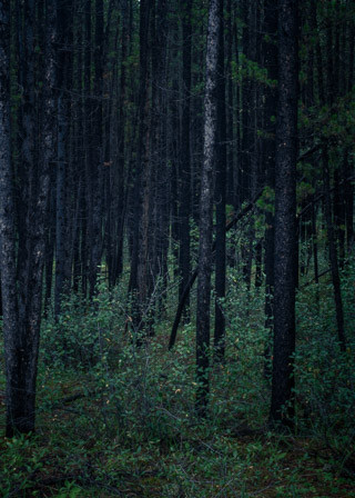 In the Pines