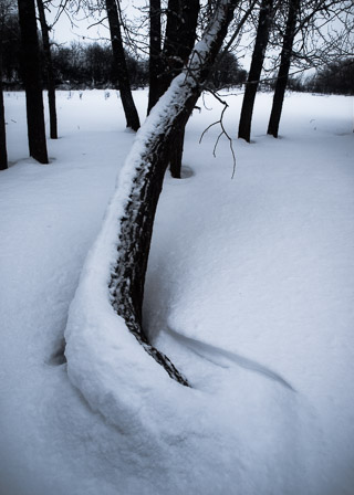 Curved Tree and Snow