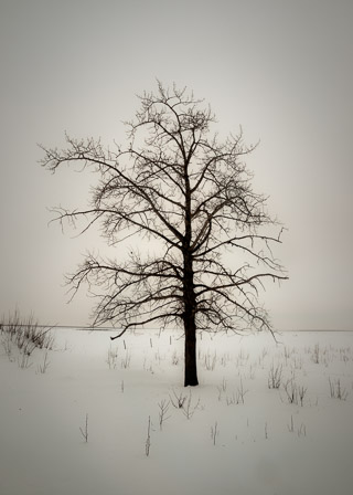 Tree in a Sea of Snow