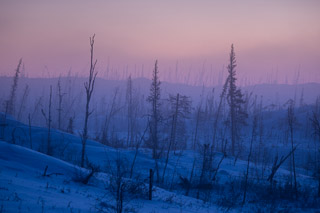 The Cold Burned Forest