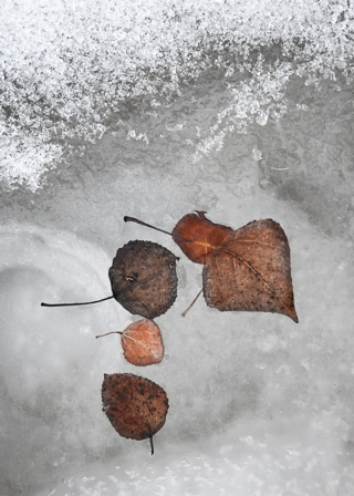Leaf Collection
