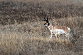 Pronghorn in the Grass