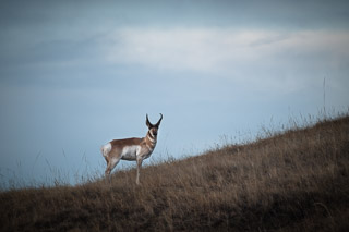 Early Pronghorn