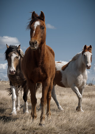 Three Horses